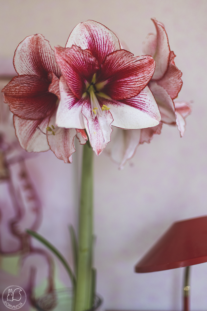 ritarinkukka Hippeastrum 'Showmastersr' amaryllis Katja Tukiainen Kisu juo maitoa