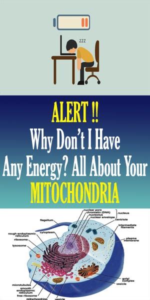 Why Don’t I Have Any Energy? All About Your Mitochondria