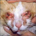 A Look at Rhinotracheitis in Cats