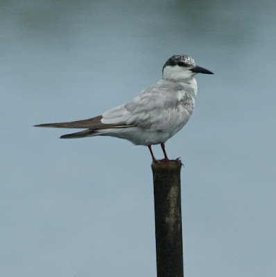 Whiskered Tern (Chlidonias hybrida)