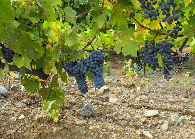 Виноград в Крыму
