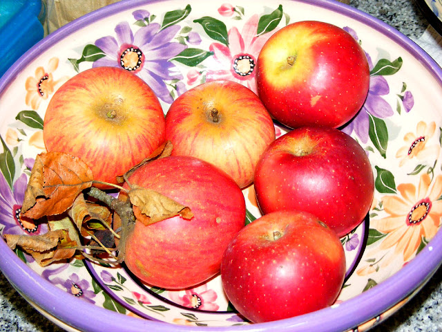 Homegrown Reine de reinettes and Red delicious apples, Indre et Loire, France. Photo by Loire Valley Time Travel.