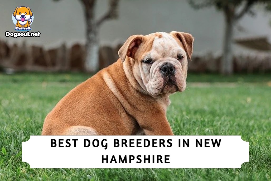 Best Dog Breeders in New Hampshire