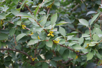 late-blooming forsythia