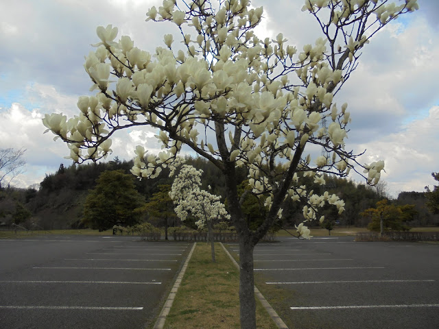 辛夷（コブシ）の花