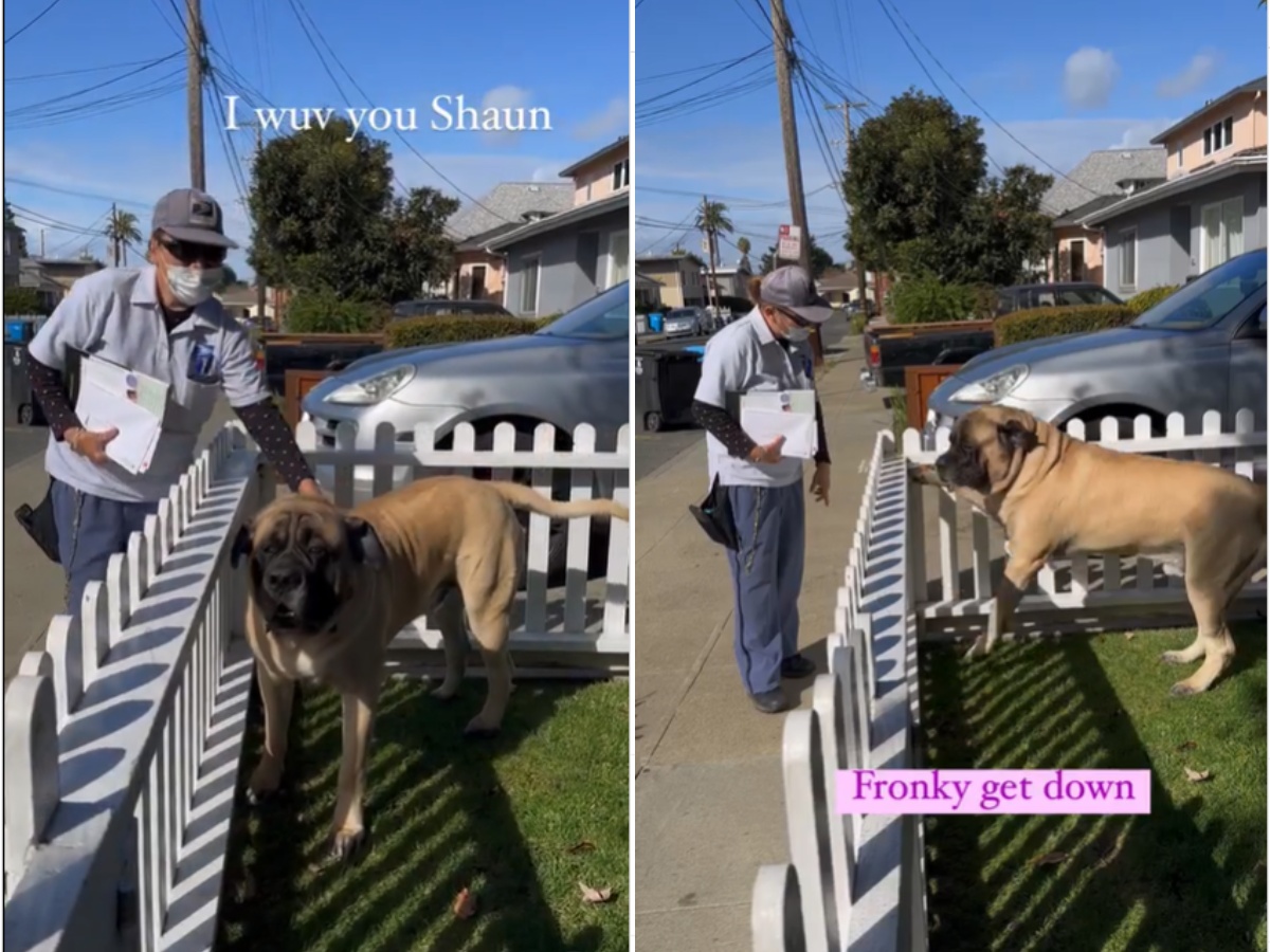 A Mailwoman petting a Mastiff dog