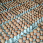 Agen Telur Ayam Kampung di Jakarta Barat