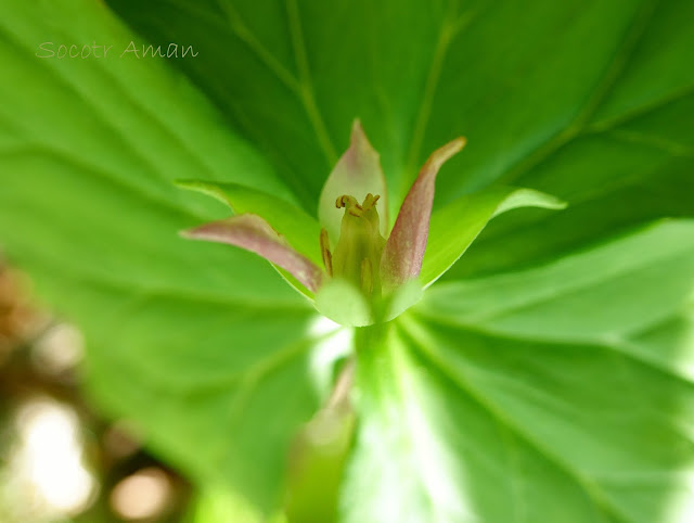 Trillium smallii