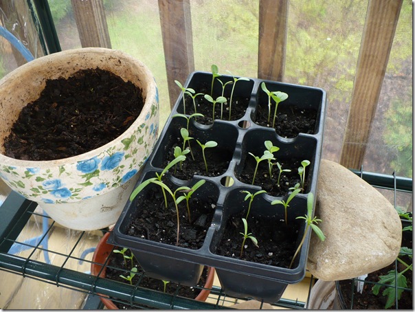 seedlings