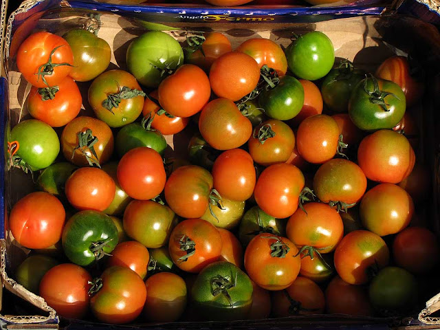 Crate of tomatoes, via Magenta, Livorno