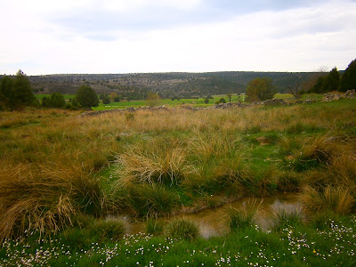 El Rento de los Agallanes (Campillos Sierra)
