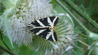 Euplagia quadripunctaria DSC61845