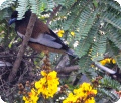 Nest Indian Treepie (43)