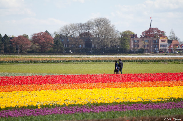 Tulipani al parco Keukenhof