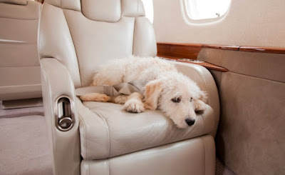 During the Flight with Your Dog