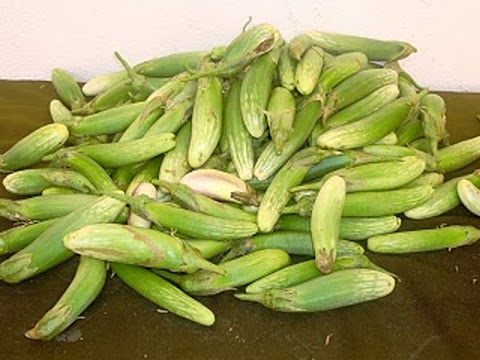 Cara Tanam Terung - Banyak ragam dan jenis terong yang ditanam seperti terong lalap, terong ungu saat bertanam terong, penting sekali seorang petani mengetahui jarak tanam terong lalap.