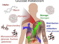 Pengertian Dan Fungsi Glukosa Bagi Manusia
