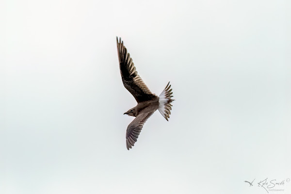 Collared pratincole