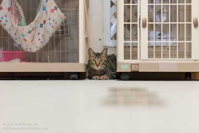 猫カフェ 西国分寺シェルターの警戒心が強いキジトラがケージの間に隠れて様子を伺っている写真