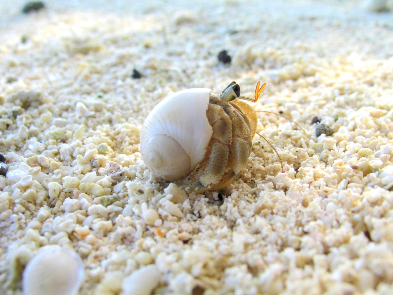 How much is a hermit crab