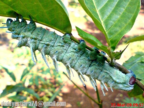 ulat keket - Attacus atlas 03