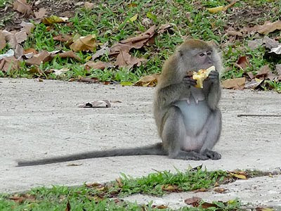 Long-tailed Macaque (Macaca fascicularis)