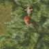 Spring Birds-My House Finch