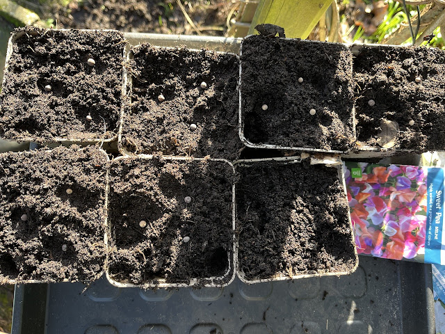 Lathyrus zaaien in potje