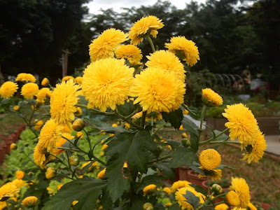 杭菊的花序