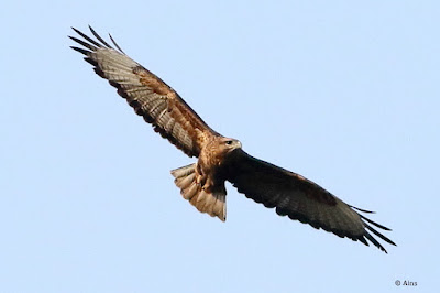 "Common Buzzard - Buteo buteo, winter visitor soaring Mount Abu sky."