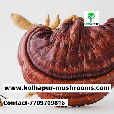 Scope Of Ganoderma Mushroom