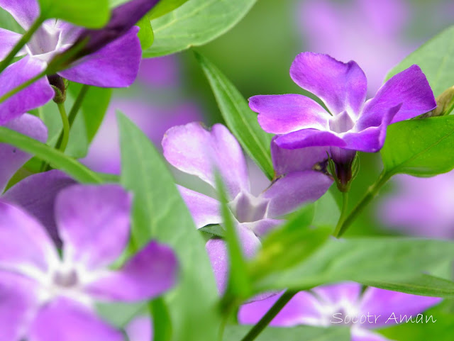 Vinca major