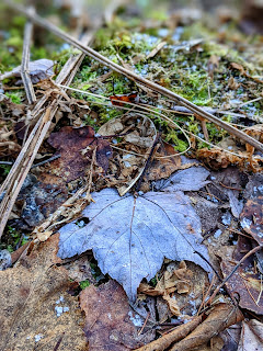 Ice Crystals And Fallen Maple Leaf On Moss