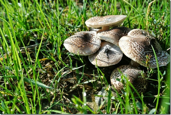 pic201013 026