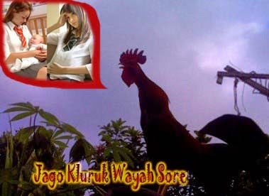 Soendoel Blog: Jago Kluruk Wayah Sore Ono Prawan Meteng
