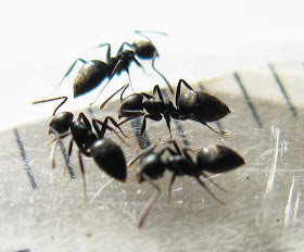 Workers of Technomyrmex sp. ants