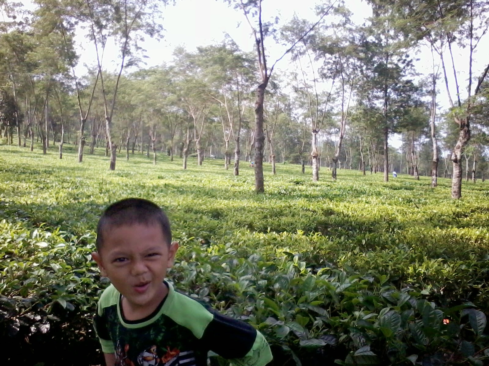 KEBUN TEH