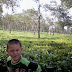 KEBUN TEH