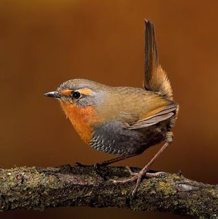 Download 7 Jenis Suara Burung Tapaculo Untuk Masteran