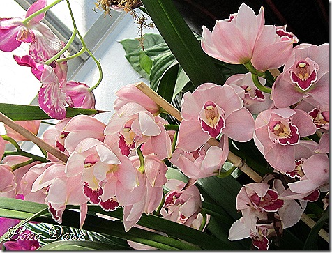 FPC_Orchids_Pink3