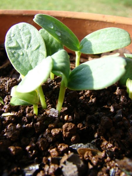 watermelon plant leaves. to grow watermelon plants