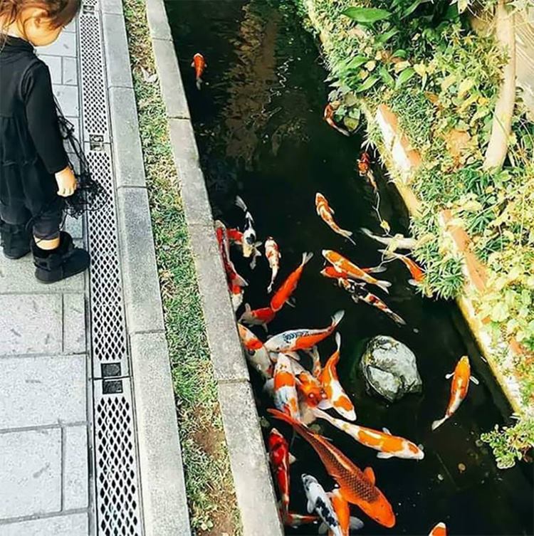 fish in japanese, japanese koi fish, koi fishes pictures, koi japanese, koi fish pic, koi japan, fish koi, koi in japan, koi in japanese, fish in japan, swimming koi, koi swimming, drain canal, drain fish,