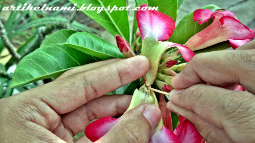 Polinasi Bunga Adenium