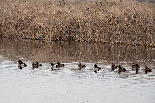 birdwatching, ducks, Sacramento, California, National Wildlife Refuge, Ring-necked Ducks,
