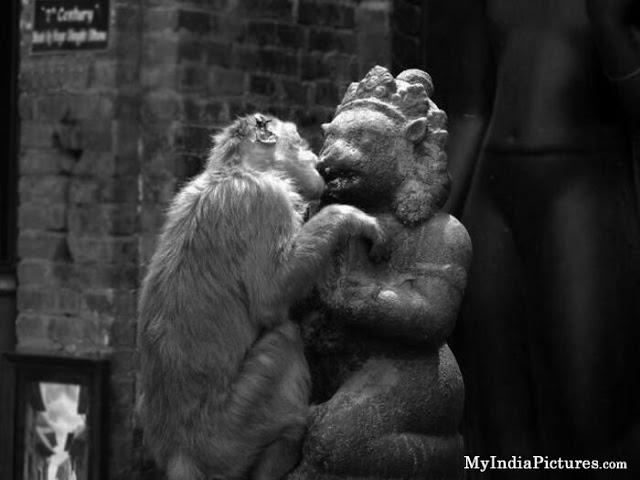 Monkey kissing statue 