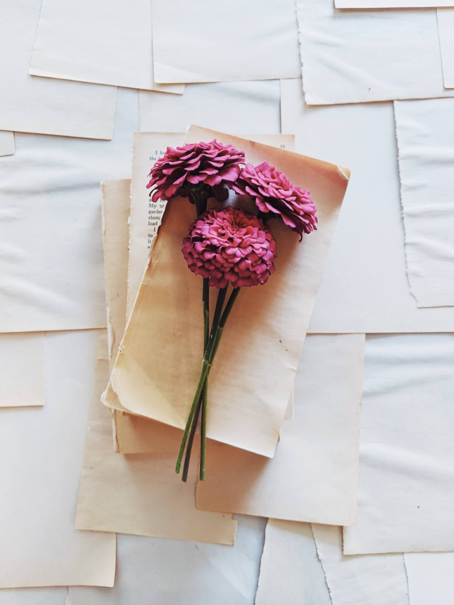 Purple Zinnias on White Paper | Photo by Joyce McCown via Unsplash