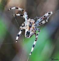 Araña de jardín europea o araña de la cruz (Araneus diadematus).