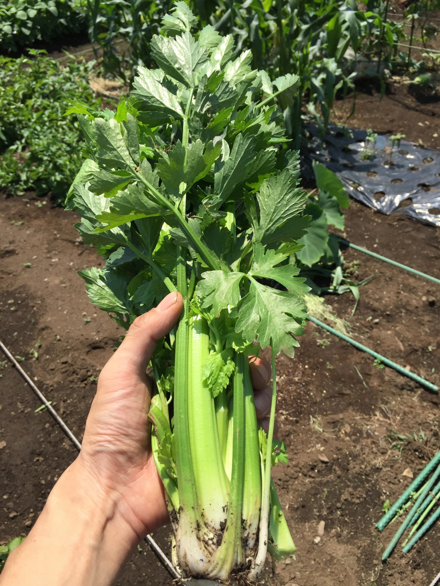 Celery (Apium graveolens) is a marshland plant in the family Apiaceae that has been cultivated as a vegetable since antiquity.