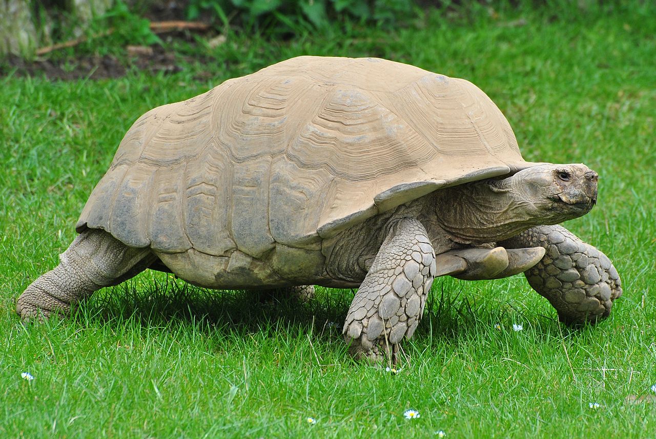 Jenis Kura – Kura African Spurred Tortoise