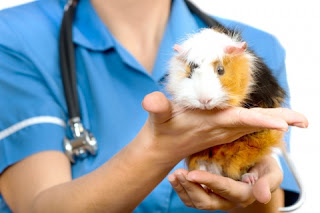 cobayo tranquilo en manos de su veterinario